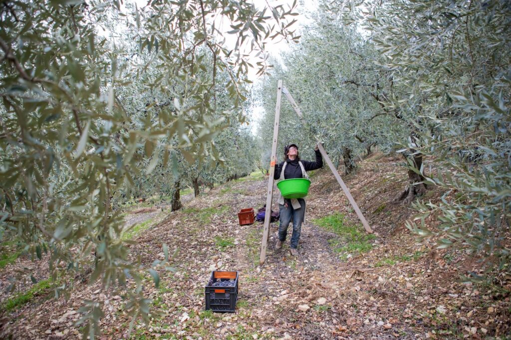 La cueillette des olives à la main et avec des échelles